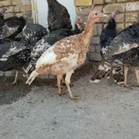 بوقلمون نر و ماده جوجه امسال|حیوانات مزرعه|بوئین زهرا, |دیوار