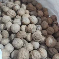 راهنمایی فوری