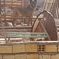 فروش سگ مالینویز