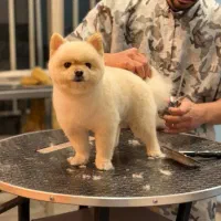 اصلاح حیوانات،گرومینگ،گرومر،سگ،گربه