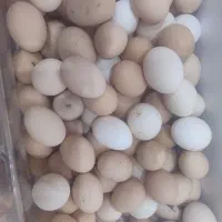 تخم مرغ نطفه دار گلین سلطان و...
