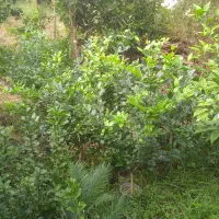 فروش ویژه سیکاس ریشه پر بسیار زیبا|گل و گیاه طبیعی|رامسر, |دیوار