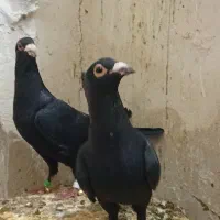 یک جفت کلاغ کلایی اصل سیستانی|پرنده|کرمان, |دیوار