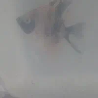 فروش ماهی انجل