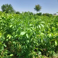 فروش انواع نهال ها