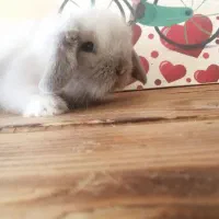 لوپ|موش و خرگوش|کرج, کوی امامیه|دیوار