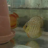 جفت دیسکس مولد