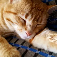 گمشده|حیوانات|دماوند, دماوند|دیوار