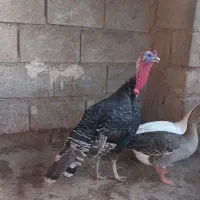 یک جفت بوقلمون و یک جفت غاز