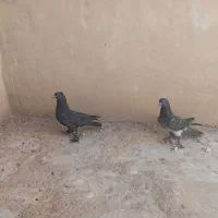 کفتر