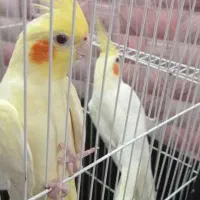 ۱جفت عروس هلندی