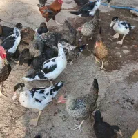 مرغ ،بوقلمون واردک موسکوی در شهر هویزه|حیوانات مزرعه|اهواز, سیاحی(سه راه خرمشهر)|دیوار