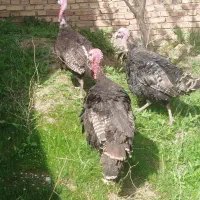 خروس نر و ماده