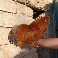 خروس دستی امپراتور|حیوانات مزرعه|تهران, مینای شمالی (مخبر)|دیوار