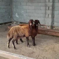 دوتا ماده جنس