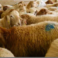 گوسفند زنده با قصاب