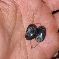 ۱۰ جــفت مهره سلیمانی.جزع و...|کلکسیون اشیاء عتیقه|اهواز, کمپلو جنوبی|دیوار