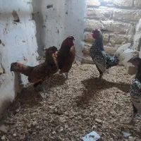 خروس‌سیبرایت‌گلد