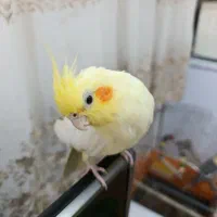 عروس هلندی جفت