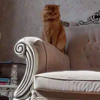 گربه پرشین نر و ماده|گربه|اردبیل, |دیوار