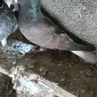 سه عدد کبوتر