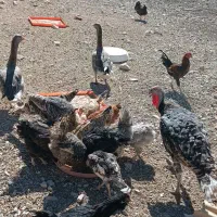 لباس بچه و مرغ وغاز و جوجه