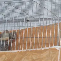 ۱جفت فنچ کینگ انگلیسی  فوق العاده درشت با قفس لونه