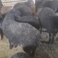 فروش بره کشتاری نر شیری