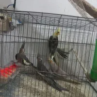 مرغ عروس جوجه