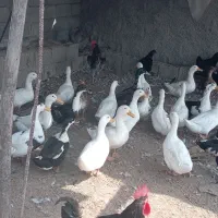 اردک