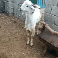 نری اصیل لنگه ی چهارقلو