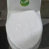 فرنگی گلوریا