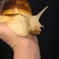 حلزون آچاتینا (سرمایه + زیبایی + خوراکی)|خزنده|ورامین, ورامین|دیوار