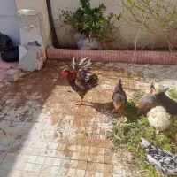 مرغ وخروس واروک گلین