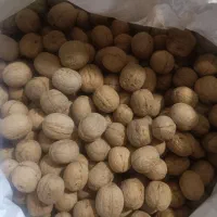 گردو