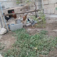 سه عدد جوجه|حیوانات مزرعه|لیلان, |دیوار