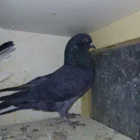 ۳ عددکبوتر|پرنده|ماهدشت, |دیوار