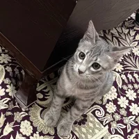 گربه|گربه|نائین, |دیوار