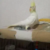 یک عدد عروس هلندی کاملا سالم|پرنده|فردیس, فرامرزیه|دیوار