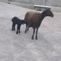 بره میش