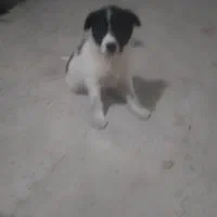 سگ‌ ماده. 1 ت