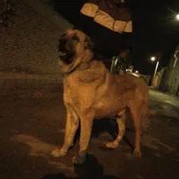 سگ پژدر