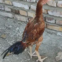 خروس لاری اصیل جوان