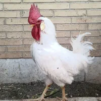 خروس سرحال و خوش‌تیپ (تاج‌بزرگ و اصیل)