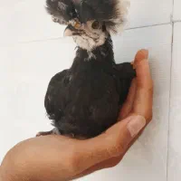جوجه مرغ لهستانی