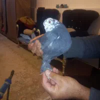 فرش دستبافت|فرش|کرج, شهرک بنفشه|دیوار