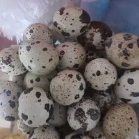 تخم بلدرچین نطفه دار