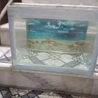 آکواریوم شیشه ۶ میل.