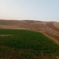 ینجه چین سوم گل فروشی