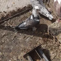 کبوتر ساتن نر